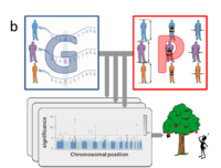 Standard GWAS for multiple phenotypes.png