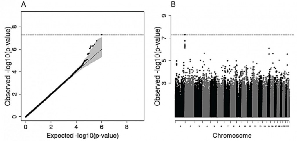 Figure 2 : Hemoglobin association test within the Amhara. The QQplot represents the excess of strong association with Hb among Amhara individuals (A). The observed 2log10 p-value distribution is ranked from smallest to largest and plotted (y-axis) against the expected 2log10 p-value (y-axis) in black. The grey area indicates the 95% confidence interval (see methods). The genome-wide (GW) significance level (after multiple test correction) is indicated by the dashed line. The Manhattan plot (B) shows the GW significance achieved by a set of high-LD SNPs in chromosome 1.