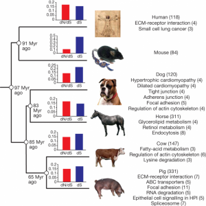 accelerated evolution of pig genome