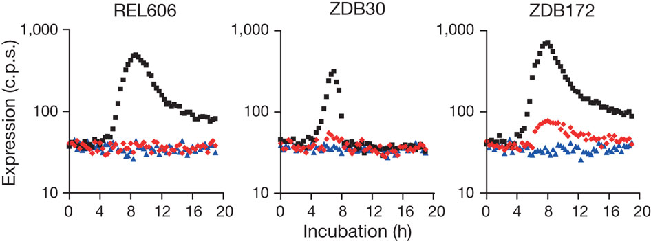 Average time course of expression for the ancestral strain REL606 (left) and evolved clones ZDB30 (centre) and ZDB172 (right), each transformed with lux reporter plasmids pCDcitTlux (blue), pCDrnklux (black) and pCDrnk-citTlux (red). Expression was measured as counts per second (c.p.s.). Each curve shows the average of four replicates.