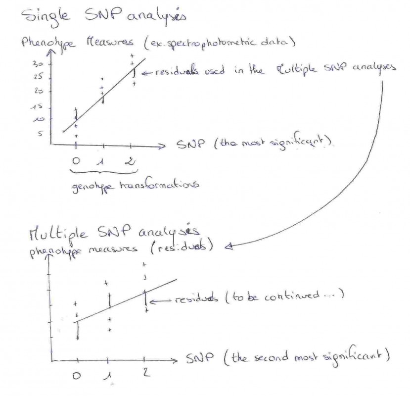 Fig.1 : explanation of single and multiple SNP analyzes