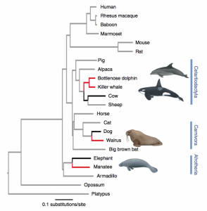 Fig 1: Phylogeny of 20 eutherian mammalian genome sequences, rooted with a marsupial outgroup.
