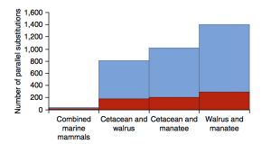 Figure 2 Genome scans for convergence. Marine mammal genomes showed a large number of parallel substitutions (blue) that occurred along the branches of at least two marine mammal lineages since they evolved from a terrestrial ancestor. Parallel substitutions that occurred in positively selected genes are shaded red.