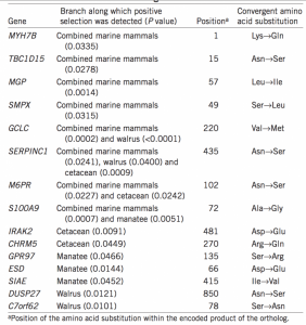 Table 1 Positively selected genes that encode parallel substitution in all three marine mammal lineages