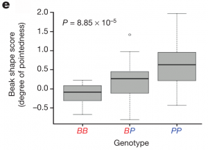 Linear regression analysis of beak shape score by genotype