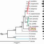 Species tree from F based largely on mitochondrial DNA