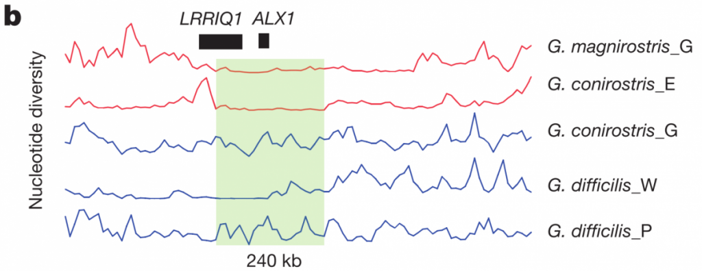 Nucleotide diversity in the ALX1 region