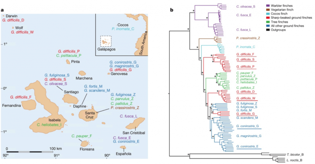 Figure 1: (a) Sample locations and (b) phylogeny based on all autosomal sites