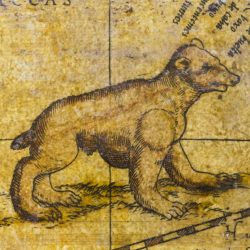 Mercator comble le vide à l'intérieur des terres sud-américaines par un opossum. Ce marsupial est représenté de manière surdimensionnée, reflétant sans doute par là l’idée que cette espèce animale s’y trouve en grand nombre. L’anatomie présentée est un peu fantaisiste, l’animal ayant une poche ventrale au niveau des épaules au lieu des hanches. Mais la représentation devait être dans l’air du temps car on retrouve une illustration similaire sur une carte de 1541.